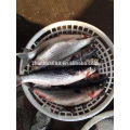 2019 New Stock IWP seafood fish frozen grey mullet wholesale 6/8 pcs